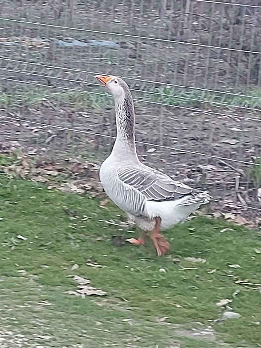 Vând gascan romanesc