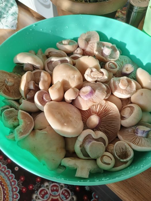Грибы маринованные