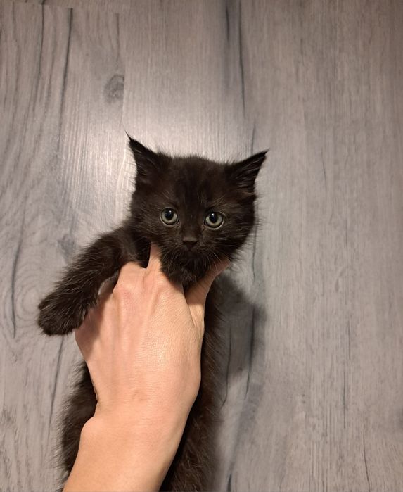 Отдам котят 1,5 мес