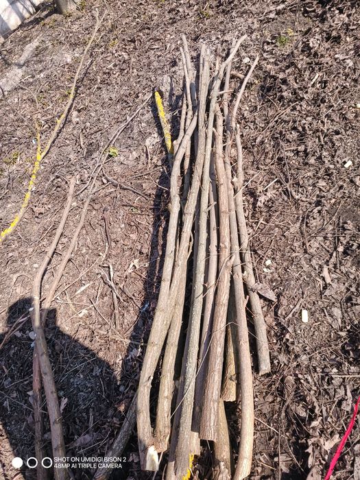 Araci de salcâm,vie,grădinărit