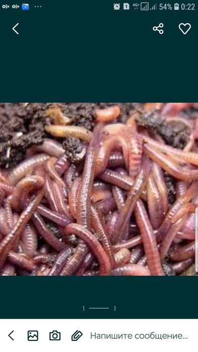 Чувалчанглар ва биогомус Сотилади