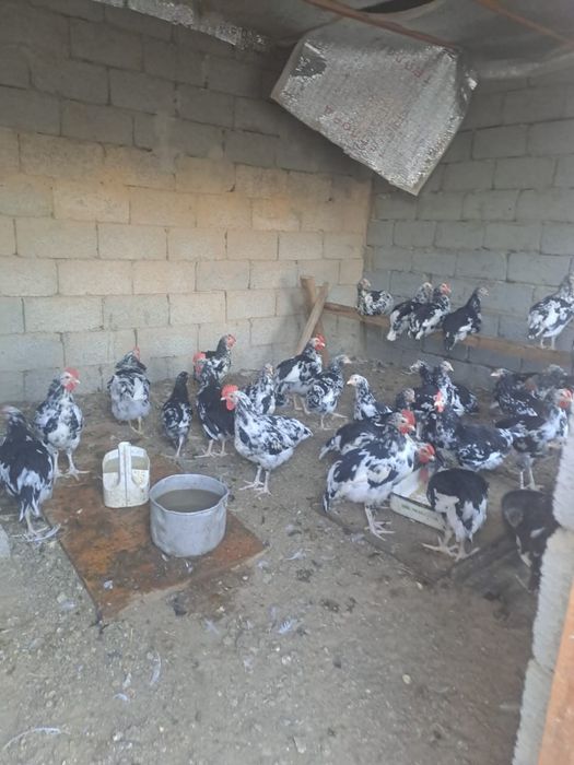 Голошейки и автролопр