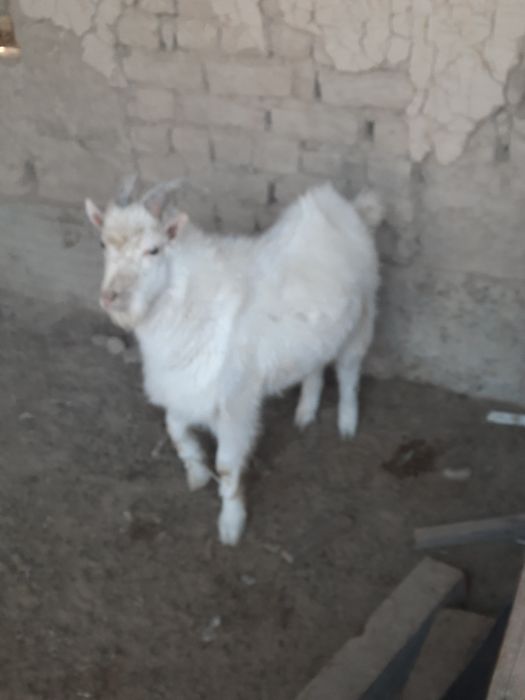 Козел и козлиха (орыс ешки)