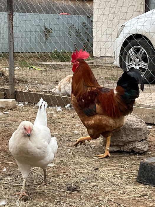Продам петухов породы кучин
