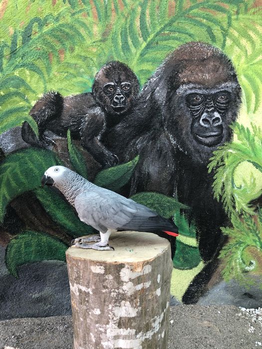 Папагали Жако-Конго