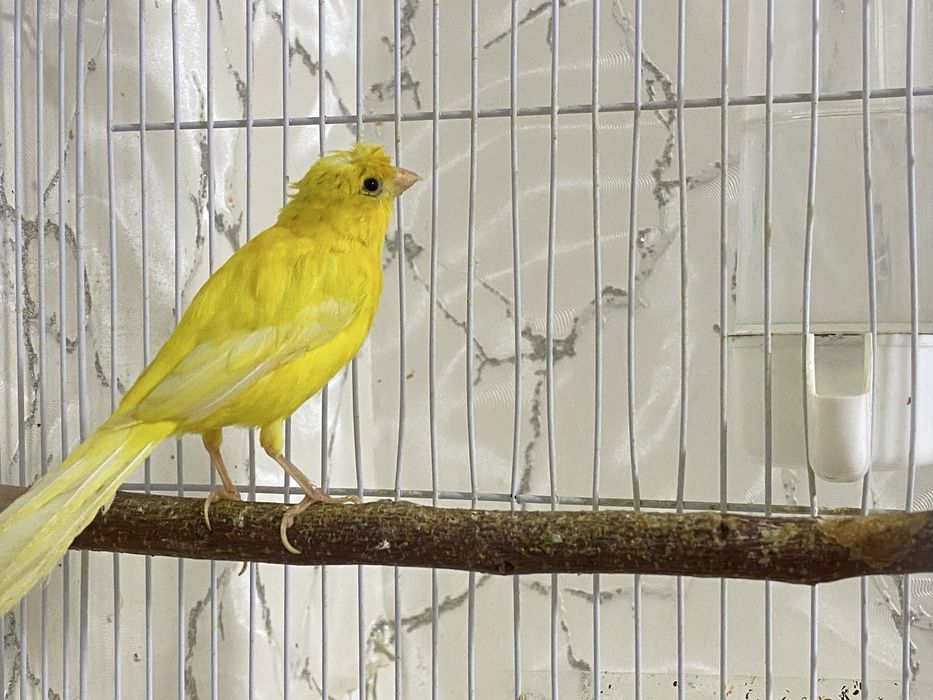 Kanareyka nar-erkagi