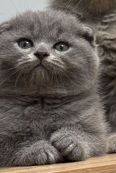 Scottish Fold Zotdor mushuklar