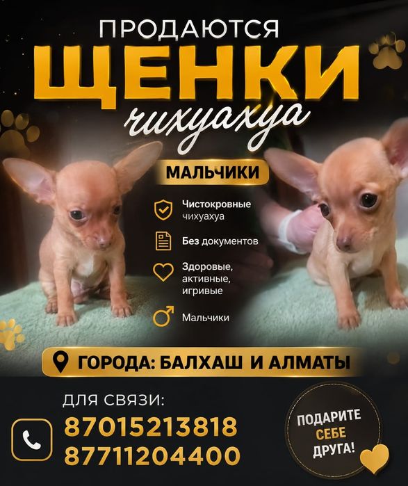 Щенки чихуахуа 2 месяца