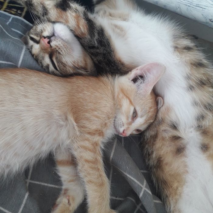 Котята 1,5 мес и 4 мес кошечки