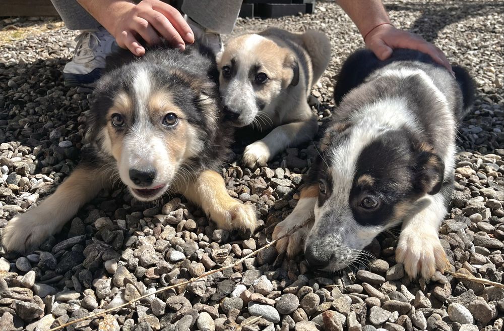 Кученца търсят дом