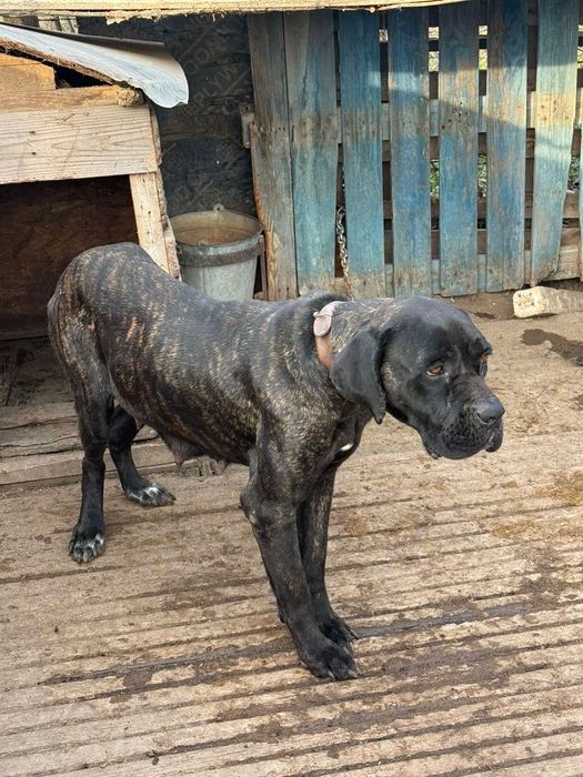 Кане корсо кученца