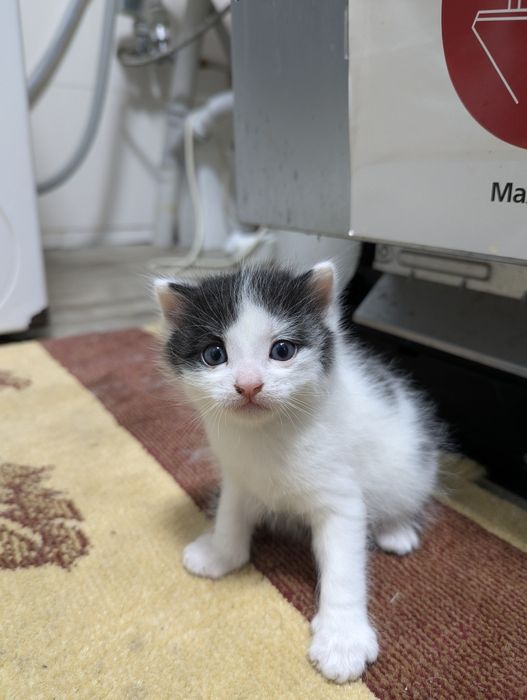 Отдам котят в добрые руки