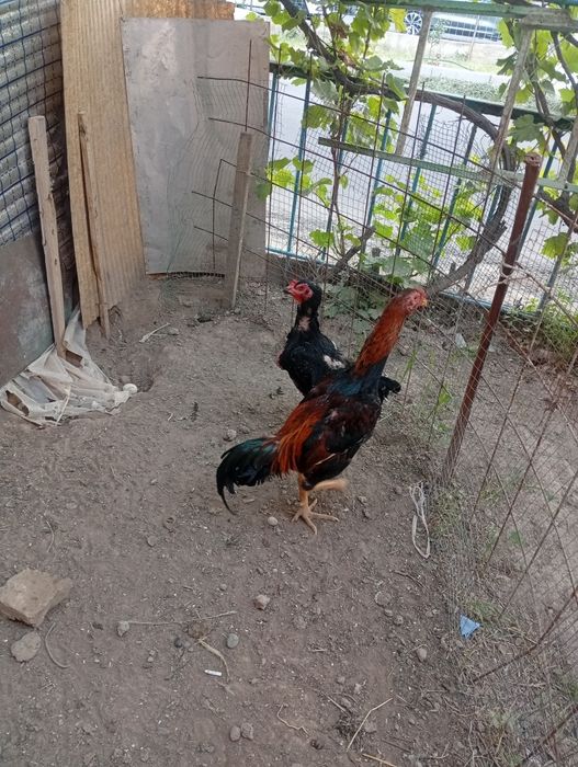 Dakan xoroz sotiladi