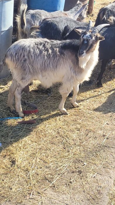 Capre cu iezii  mari