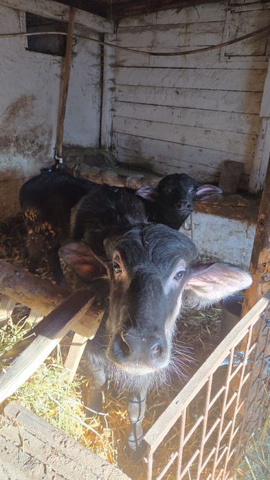 Vând viței de bivol