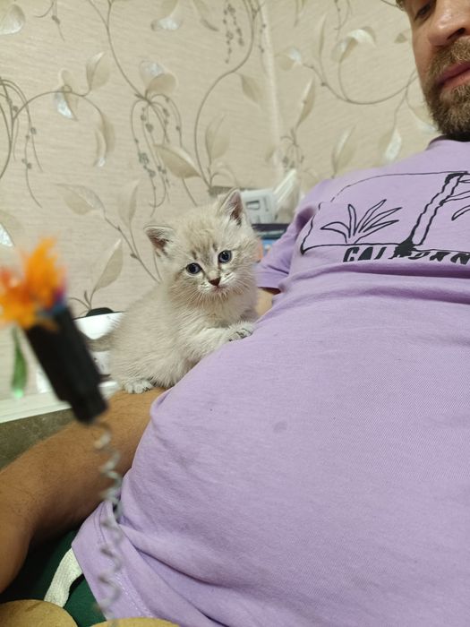 Котенокк девочка
