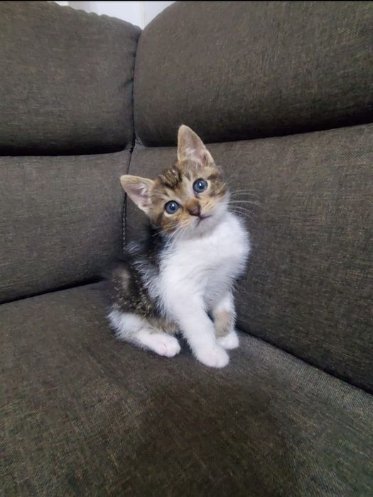 Adoprie pisica 6 saptamani