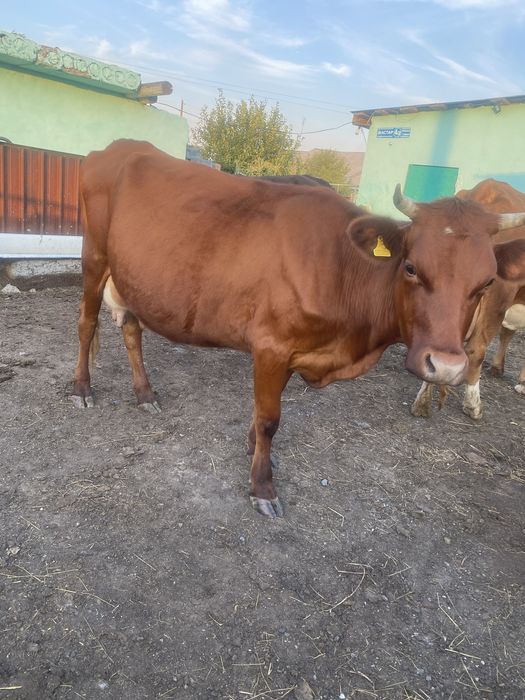Продам две коровы