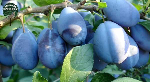 Prune  Stanley, Bistrite, Tuleu Gras