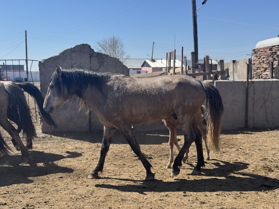 Айгыр   5 жасар (жеребец )