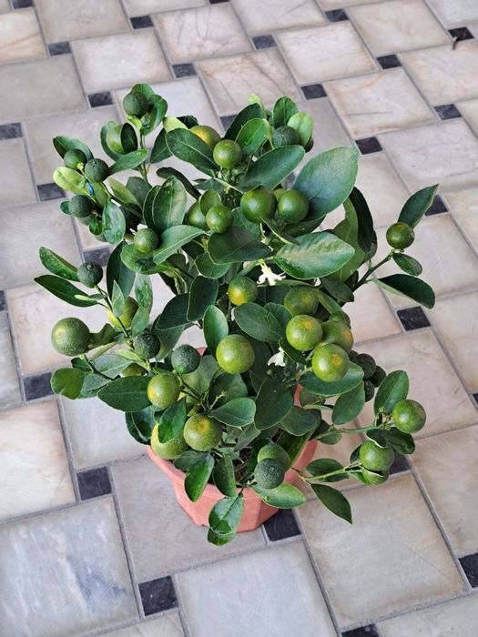 Мандарин и Кумкват