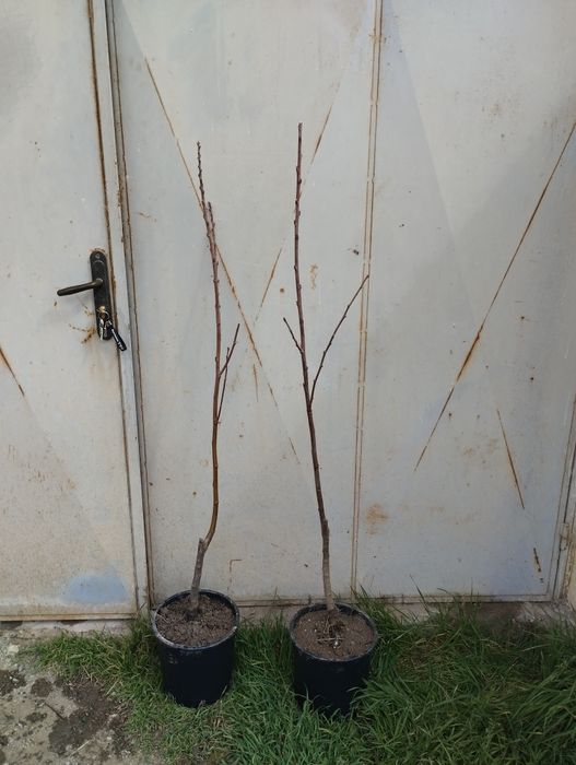 Ядлив кестен(сладък кестен)