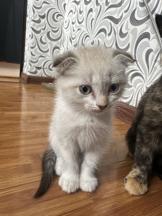 Котята отдам добрые руки!!