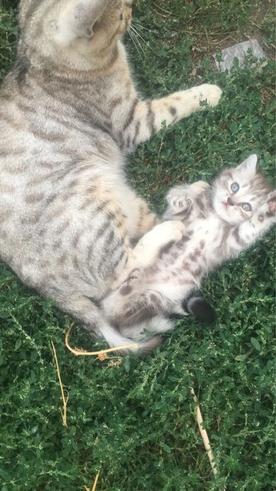 Шотланский котенок в добрые руки