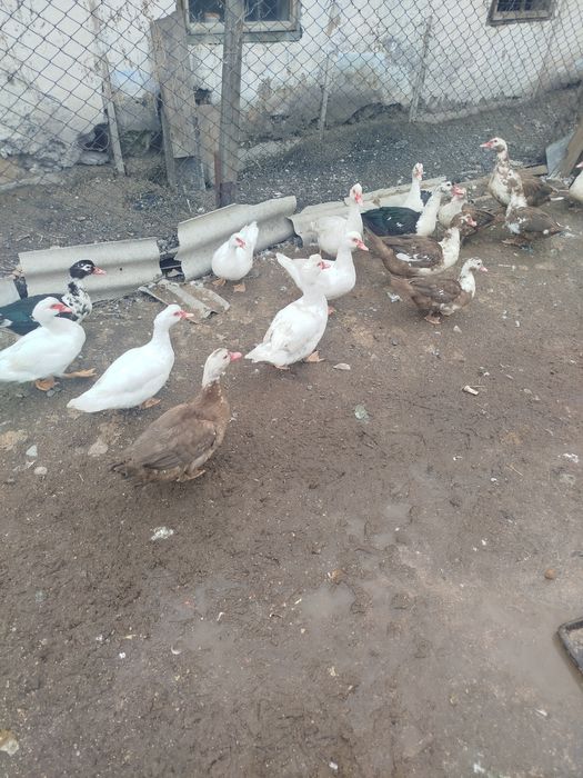 Индоутки хорошие домашние