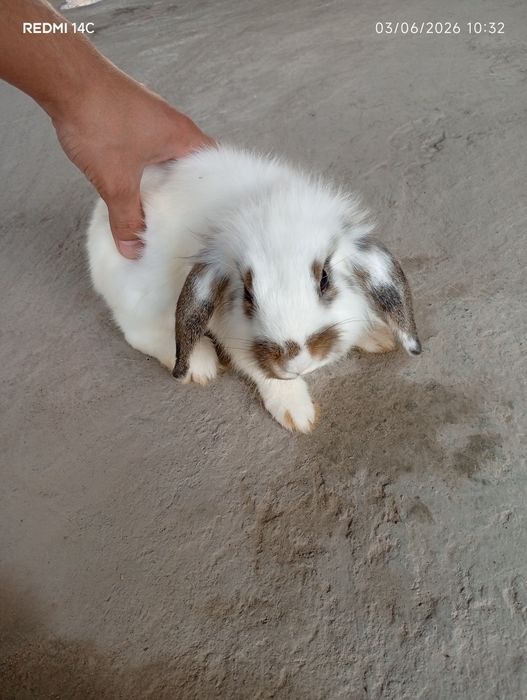 French Lop rabbits bolalari 1-1.5 oylik
