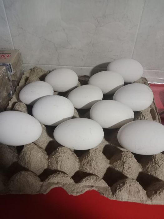 Продам гусиные яйца.