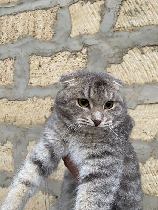 Вислоухи кошка домашный