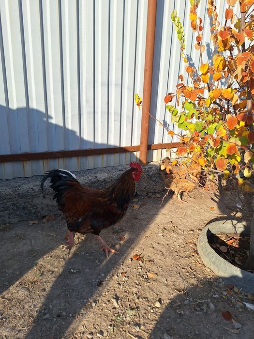 Продается петухи