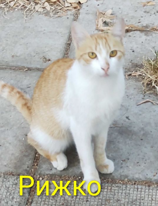 Котета на 1 годинка търсят дом/ 6 kitten looking for homes
