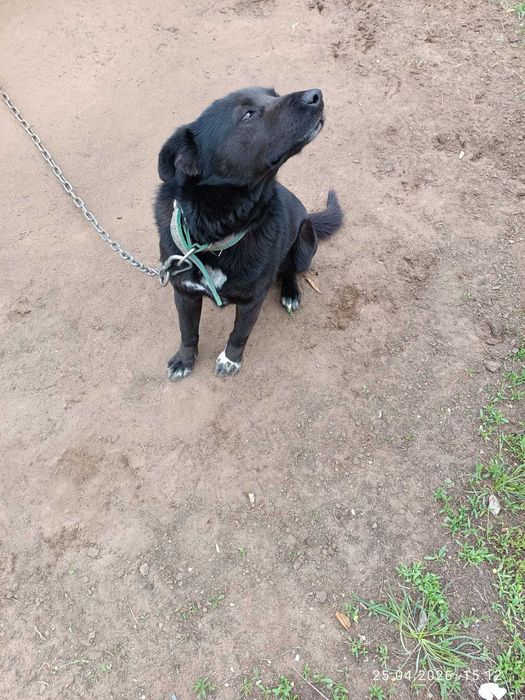 Отдам в добрые руки