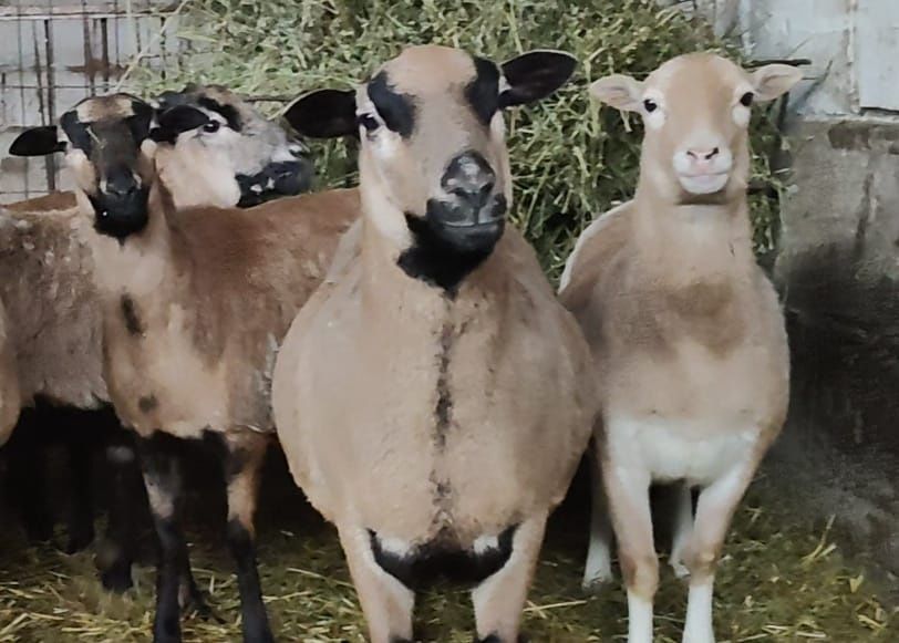 Oi de camerun gestante și cu miei