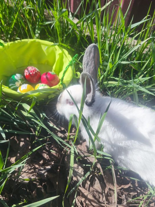 Iepuri tineri și sănătoși, caută familii iubitoare!