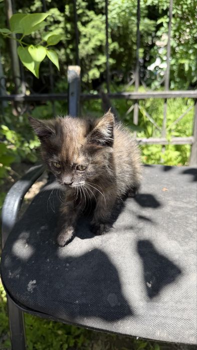 Отдам котенка в добрые руки