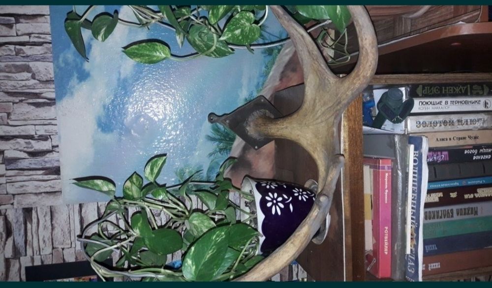 Рога сувенирные рога