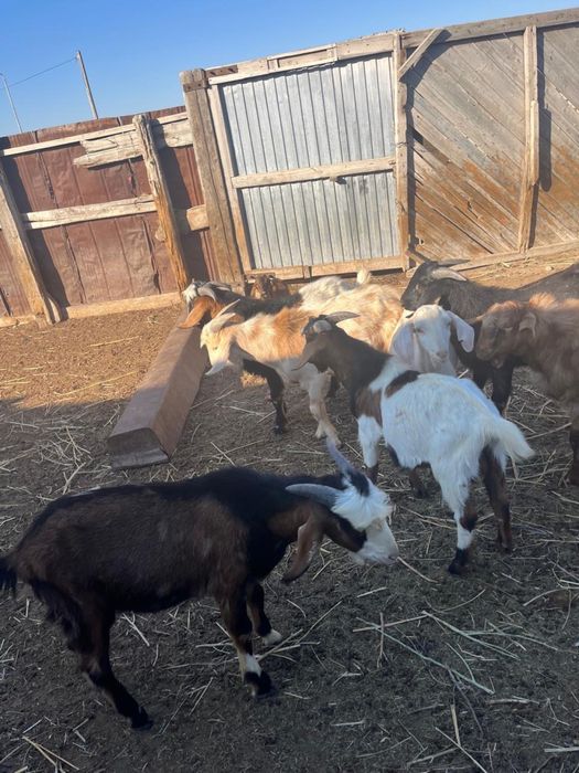 Продаётся Нубийской породы козлёнок от молочной козы