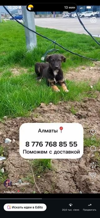 Щенок ищет дом с доставкой