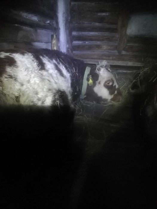 Продам быка с откорма стоит 3 месяца стоит, 
Пожаловаться