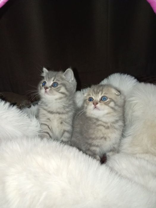 Фолд и страйт котята