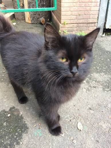 Котята в хорошие руки