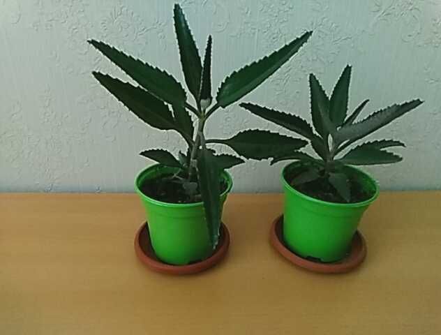 Продам  цветы  каланхоэ