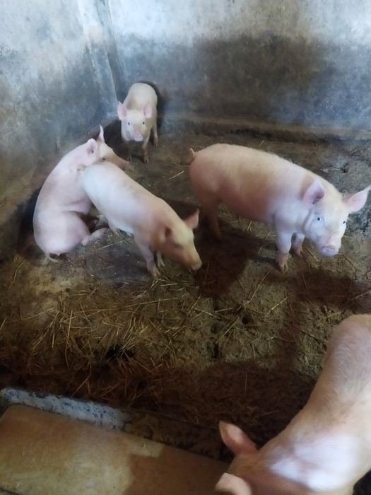 Продаются поросята разного возраста все вопросы по телефону
