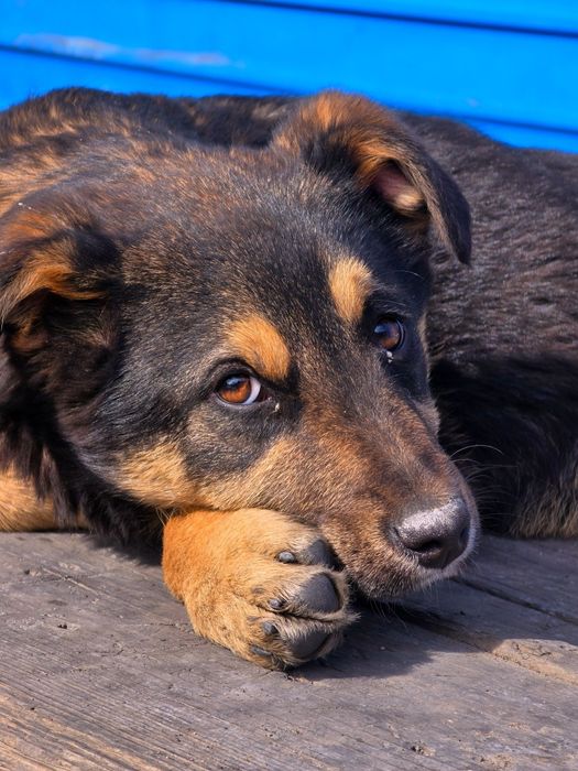 Собака щенок девочка 4 месяца