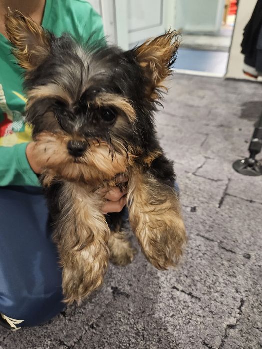 Продавам мини йоркита