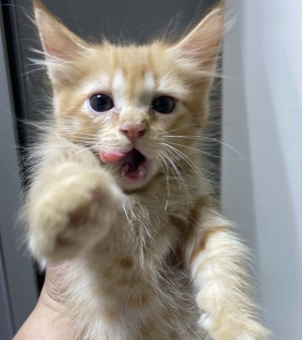 Одам бесплатно котёнка