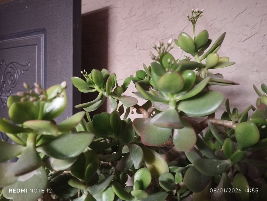 Гуллаётган дуллор гуллари сотилади